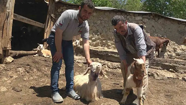 Kurtlar 50 kurbanlık hayvanı telef etti