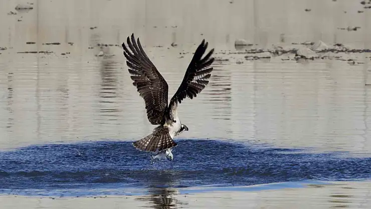 Kastamonu'da kuş fotoğrafçıları avlanan balık kartallarını görüntüledi