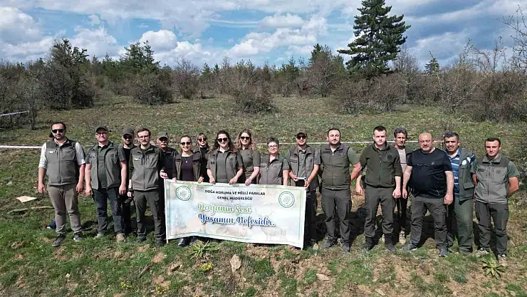 Kastamonu'da yaban hayatı için ormanlık alana fidan dikildi