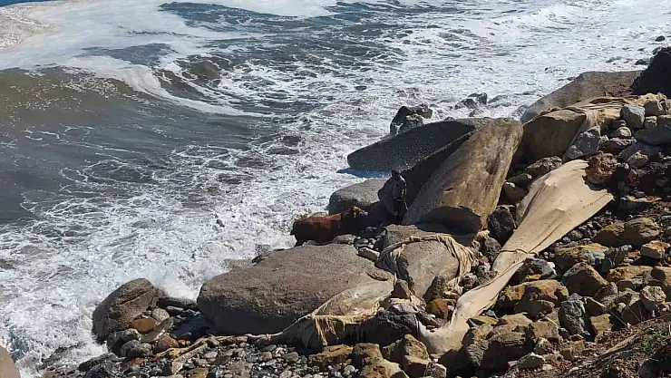 Kurbanlık boğa denize atladı