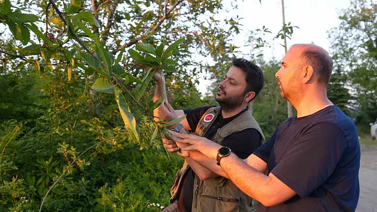 Kestane ağaçlarını kurutan gal arısıyla mücadele sürüyor: Kestane balında verimin artması bekleniyor