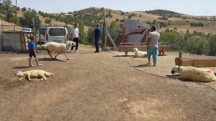 Kırıkkale'de iki ayrı besicinin 210 hayvanı telef oldu: 63 yaşındaki kadın gözyaşlarını tutamadı