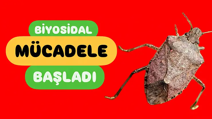 Kokarca kabusuna karşı biyosidal mücadele