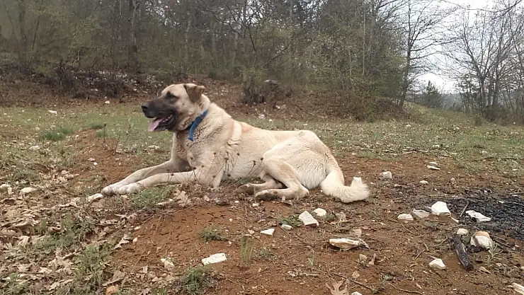Köpeği öldürüp, sahibinin yaralayan ve tutuksuz yargılanan sanık 6 yıl 6 ay hapis cezası aldı