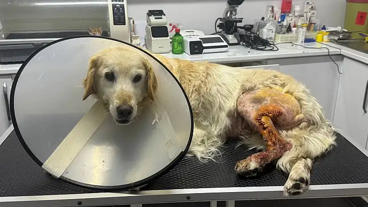 Köpeğin ayağından hentbol topu büyüklüğünde kitle çıkartıldı
