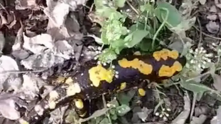 Küçük kız Anadolu Semender'ini görüntüledi