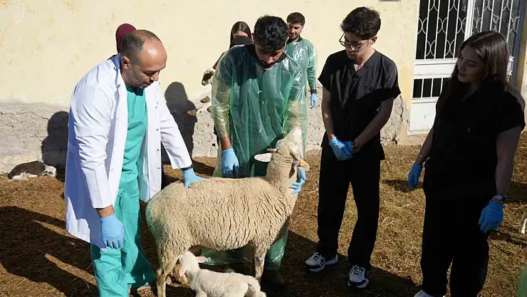 Küçükbaş hayvancılığa akademik dokunuş: 13 koyun 24 süt kuzusu doğurdu