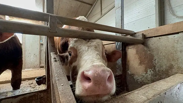 Kurban bayramı öncesi haraketlilik sürüyor