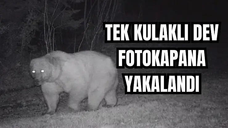 Küre Dağlarında görüldü