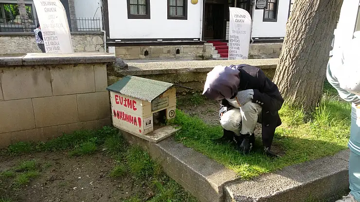 Kuyrukları kesilen kediler için 'büyü' iddiası