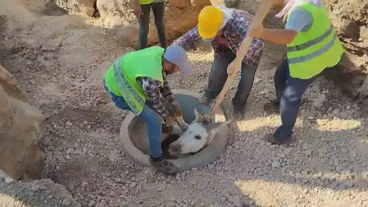 Kuyuya düşen eşek iş makinasıyla kurtarıldı
