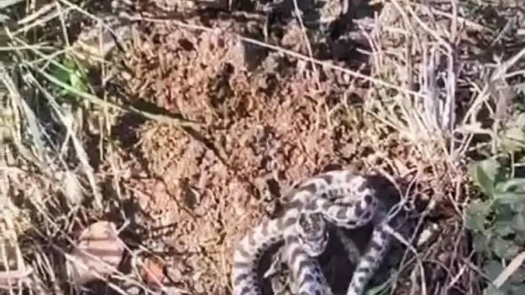 Mantar ararken dünyanın en zehirli yılanlarından engerekle karşılaştı
