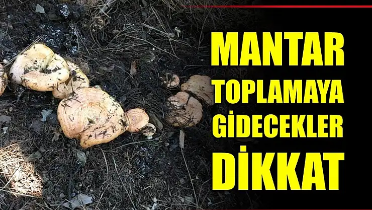 Mantar toplamaya gidecekler dikkat