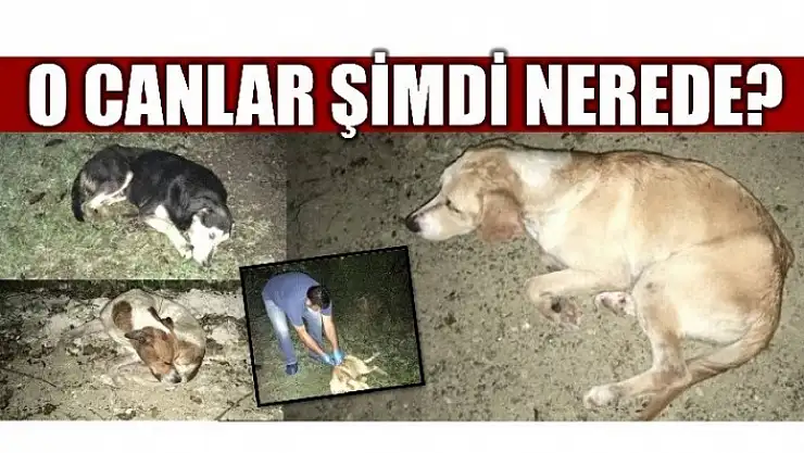 O CANLAR ŞİMDİ NEREDE?