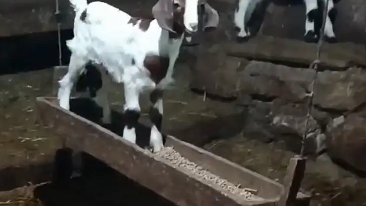 Oğlağın ahırda salıncak keyfi kamerada