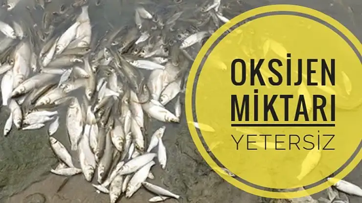 Oksijensizlik canlı yaşamını vuruyor