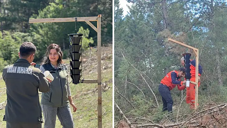 Ormanları kurutan böceğe karşı sıkı önlem