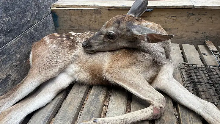 Ormanlık alanda bulunan yaralı geyik tedavi altına alındı