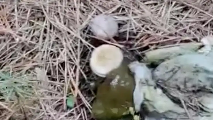 Ormanlık alanda çöp yığınları