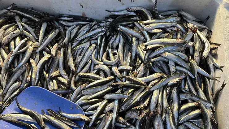 Palamut Gürcistan'a kaçınca tezgahlar hamsiyle doldu