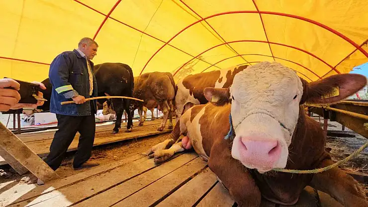 Pazarın yıldızı 'Yıldız' oldu 850 kiloluk kurbanlık 285 bin TL'ye satıldı