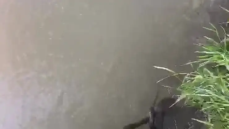 Raftingcilerden yılan kurtarma operasyonu