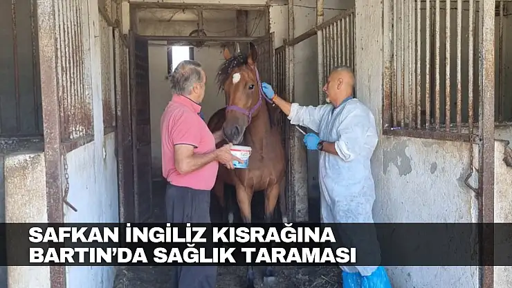 Safkan İngiliz Kısrağına Bartın'da Sağlık Taraması