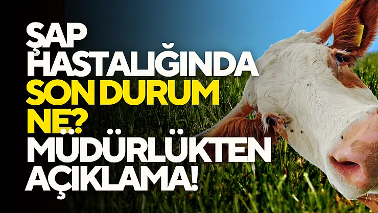 Şap Hastalığında Son Durum Ne?