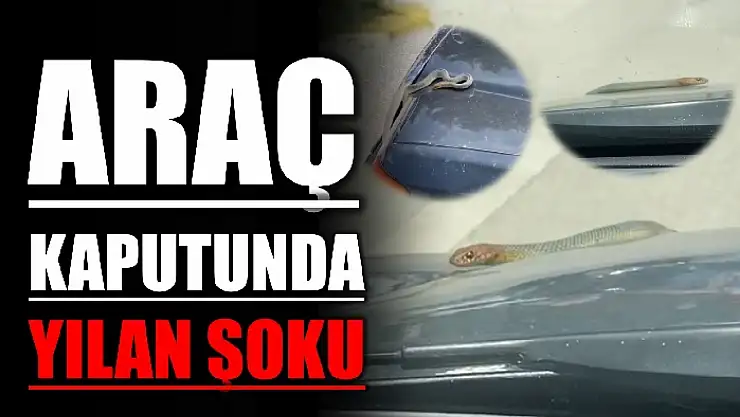 Seyir halindeki otomobilin kaputundan yılan çıktı