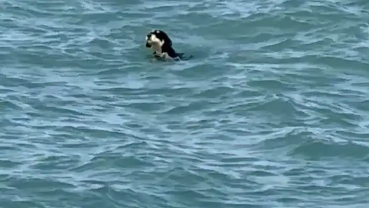 Sıcaktan bunalan köpekler yüzerek serinledi