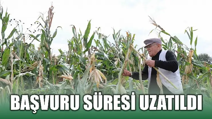 Silajlık mısır alacaklar dikkat