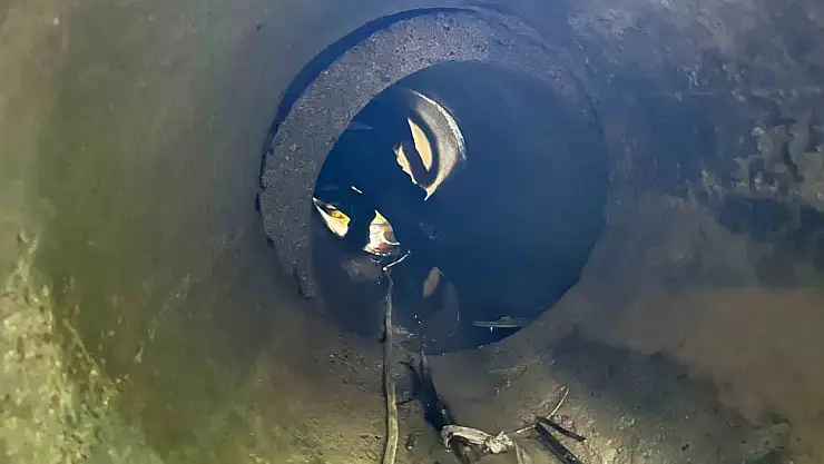 Sinop'ta kuyuya düşen koyun kurtarıldı