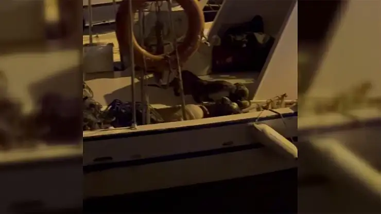 Sinop'ta su samuru görüntülendi