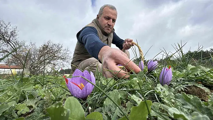 Soğuk ve yağışlı hava 'dünyanın en pahalı baharatı'nda hasat süresini uzattı