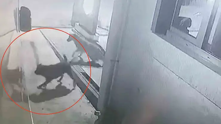 Sokak köpekleri karavanın tamponunu parçaladı