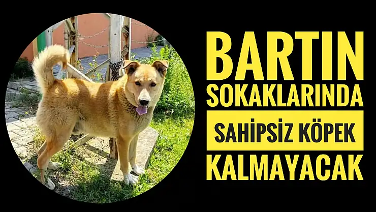 Sokaklarda sahipsiz köpek kalmayacak
