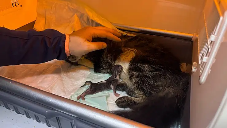 Sokakta bulunan hamile kedi ameliyatla kurtarıldı