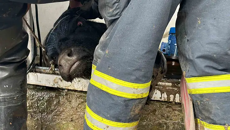 Su kuyusuna düşen ineklere kurtarma operasyonu