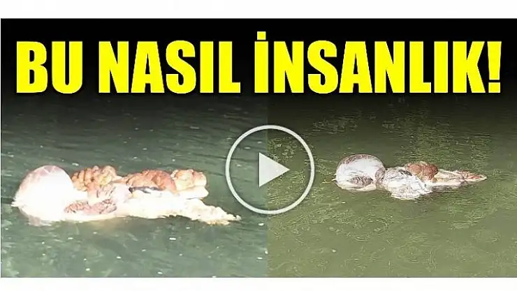 SU ÜSTÜNDE İĞRENÇ GÖRÜNTÜ!