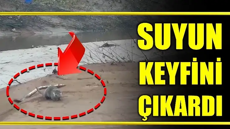 Suyun keyfini çıkardı