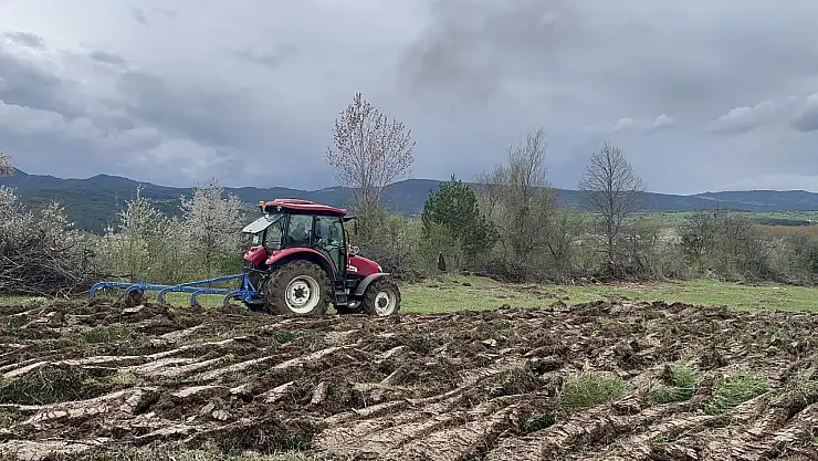 tarım arazileri karabuğday ile filizlenecek