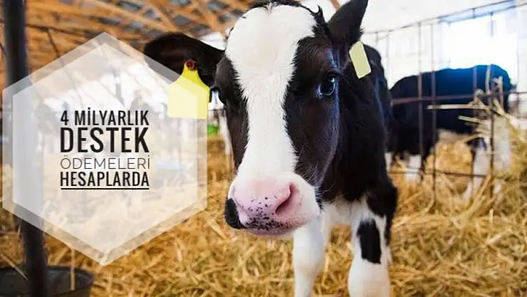 TC Kimlik numarasına göre ödeme günleri