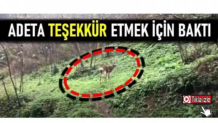 Tedavi edilen karacadan teşekkür bakışı