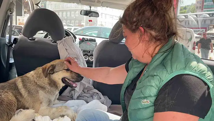 Tedavi için kliniğe getirdiği köpeği ölünce, yaralı sokak köpeğini gözyaşlarıyla sahiplendi