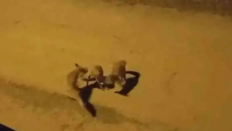 Tilkilerin sokaktaki oyunları kameralara yansıdı