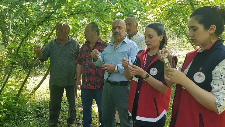 Türkeli'de samuray arısı doğaya salındı