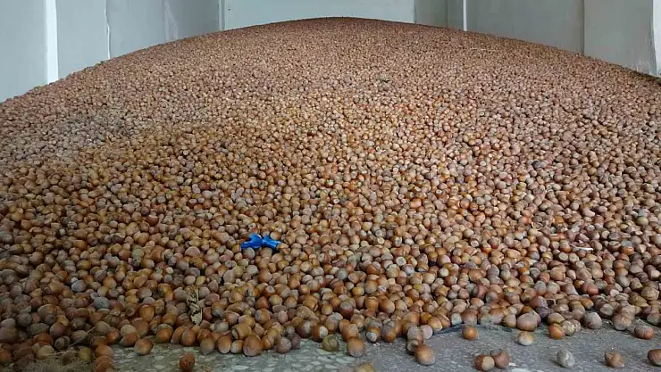 Fındık ihracatından 20 milyar dolar döviz girdisi sağlandı