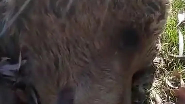 Ölü ayı ile karşılaştı