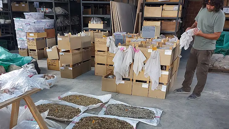 Üzüm tarımının tarihsel yolculuğuna çıkılacak