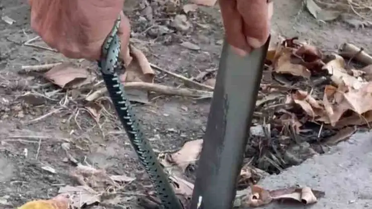 Vatandaştan yılan kurtarma operasyonu
